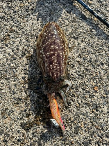 コウイカの釣果