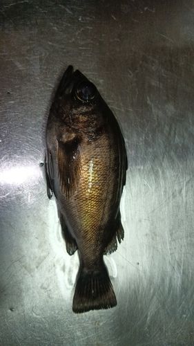 シロメバルの釣果