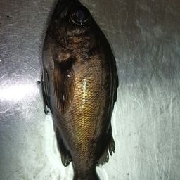 シロメバル