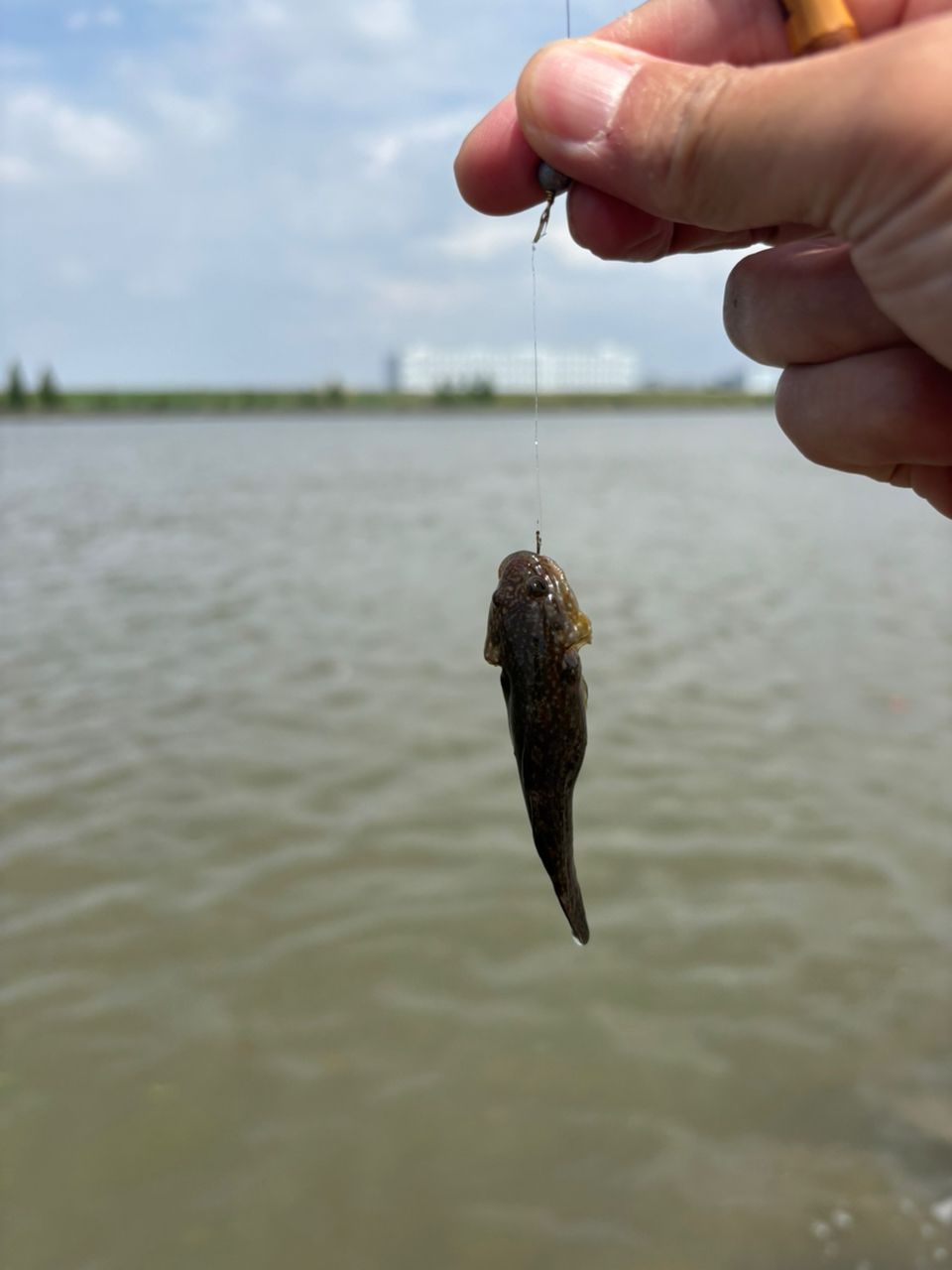 シモフリシマハゼ