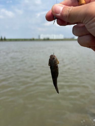 シモフリシマハゼの釣果