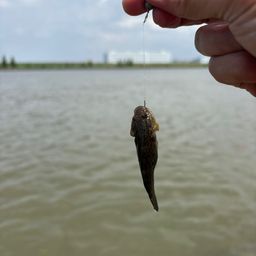 シモフリシマハゼ