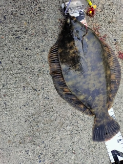 クロガレイの釣果