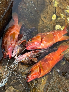 アカハタの釣果