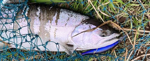 サクラマスの釣果