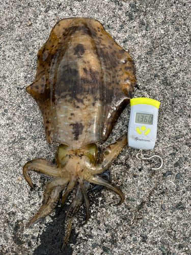 アオリイカの釣果