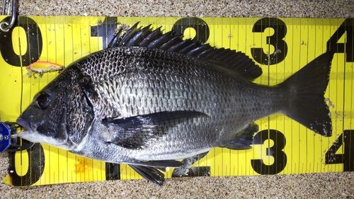 クロダイの釣果