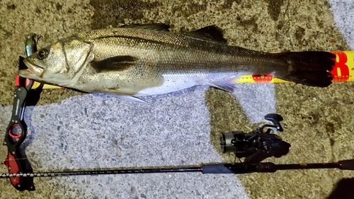 シーバスの釣果