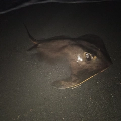 アカエイの釣果