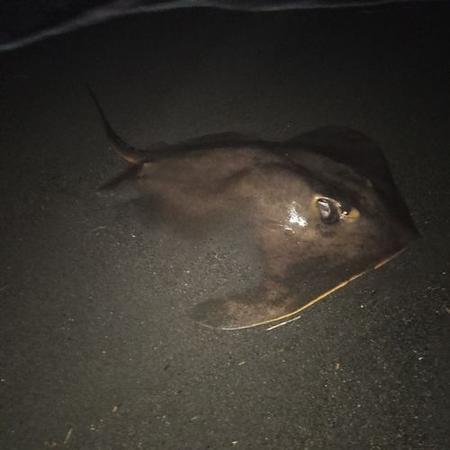 アカエイの釣果