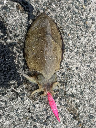 モンゴウイカの釣果