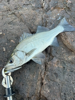 ヒラスズキの釣果
