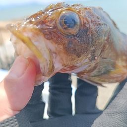 カサゴ