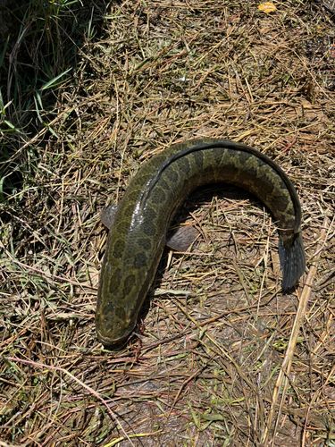 ライギョの釣果