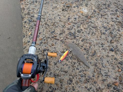 シタビラメの釣果