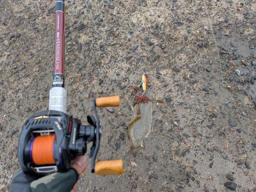 シタビラメの釣果