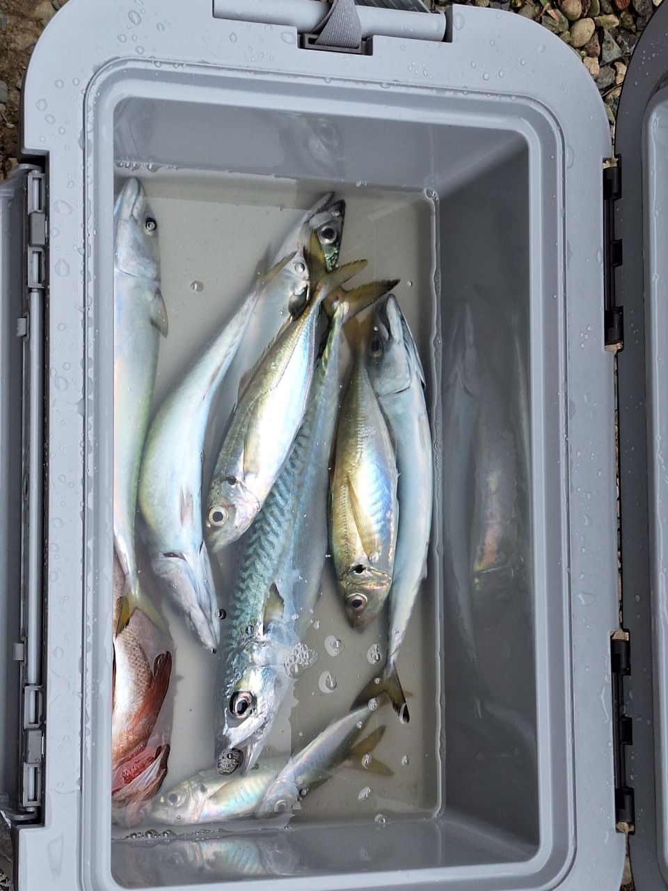 愛で鯛ひろきちさんの釣果 1枚目の画像