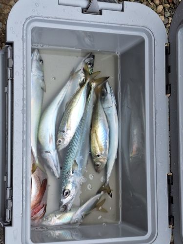 ゴマサバの釣果