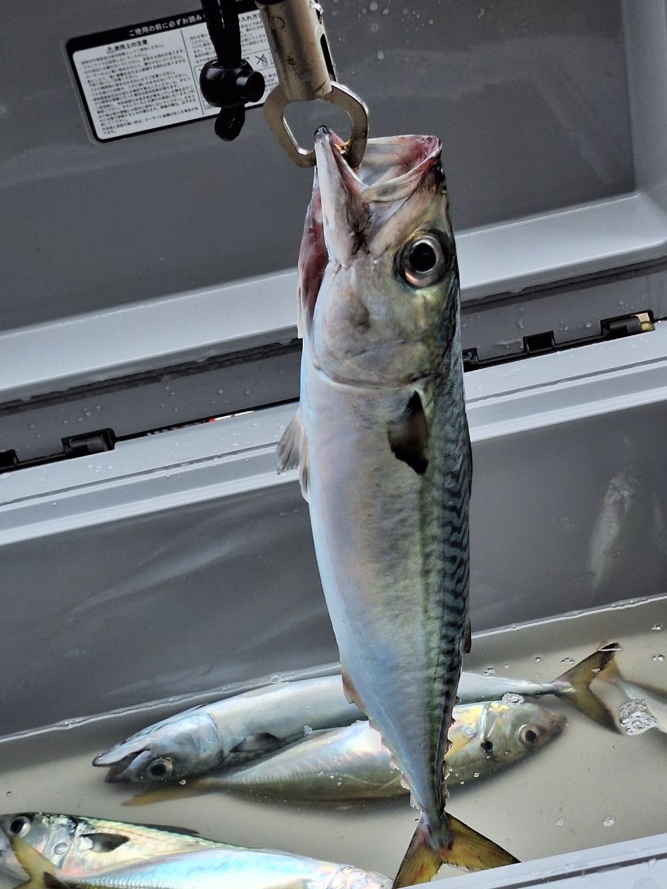 愛で鯛ひろきちさんの釣果 2枚目の画像