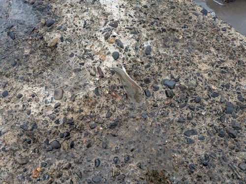 シタビラメの釣果