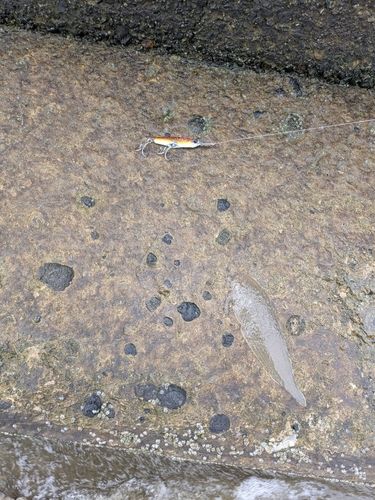 シタビラメの釣果