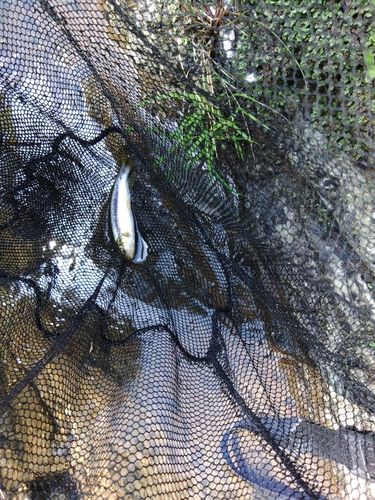 カワムツの釣果