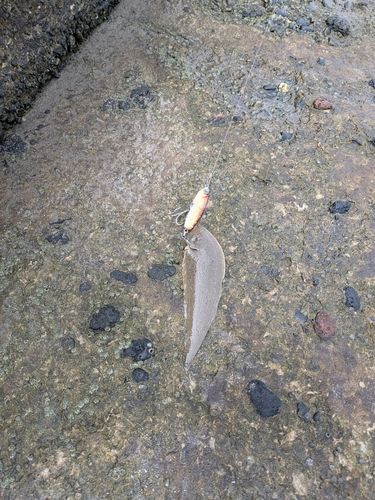 シタビラメの釣果