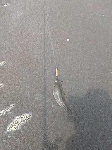 シタビラメの釣果