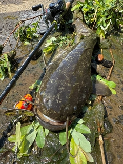 ナマズの釣果