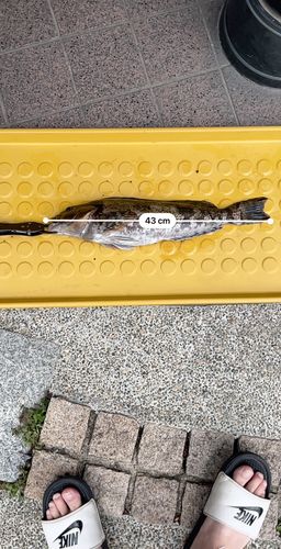 アイナメの釣果