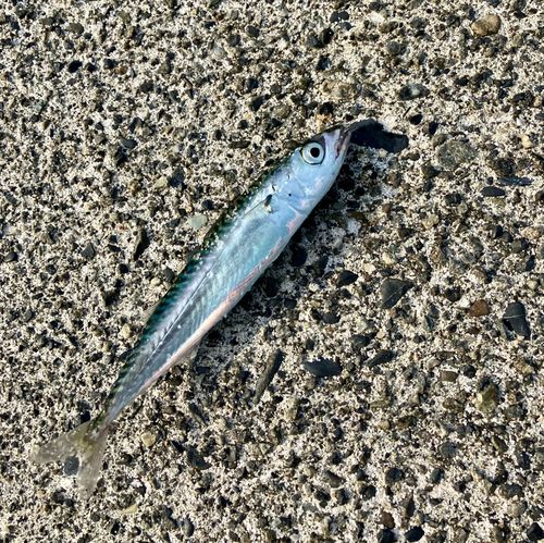 サバの釣果