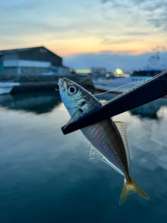釣果