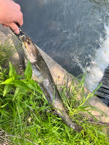 ナマズの釣果