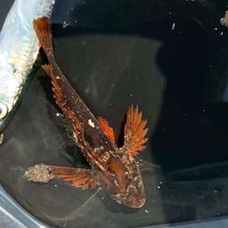 オニカサゴ