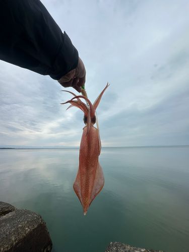 ケンサキイカの釣果