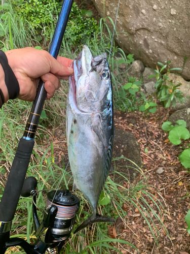 スマカツオの釣果