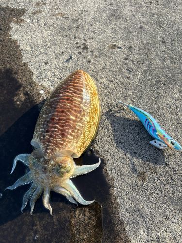 コウイカの釣果