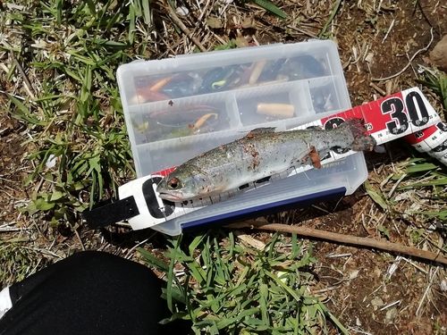 ギンザケの釣果