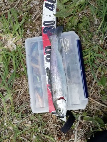 ギンザケの釣果