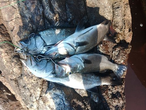 ヒラスズキの釣果