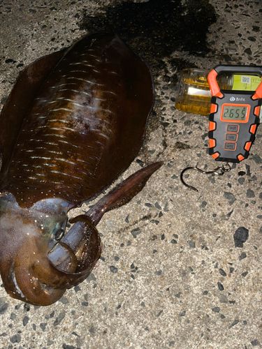 アオリイカの釣果