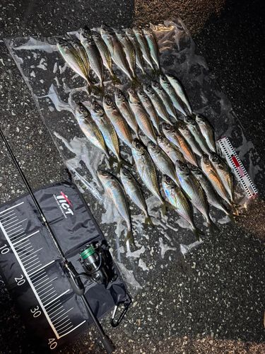 アジの釣果