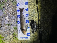 アイナメの釣果