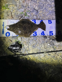 ヒラメの釣果