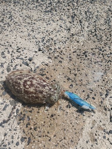 コウイカの釣果