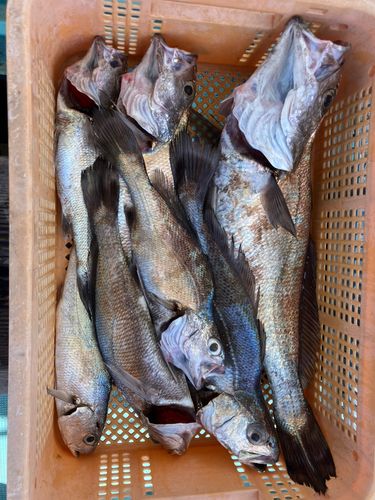 クログチの釣果
