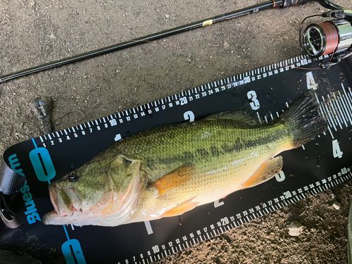 ラージマウスバスの釣果