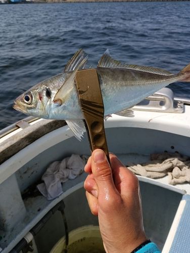 マアジの釣果