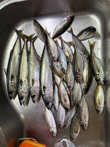 釣果