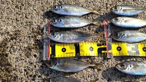 マアジの釣果